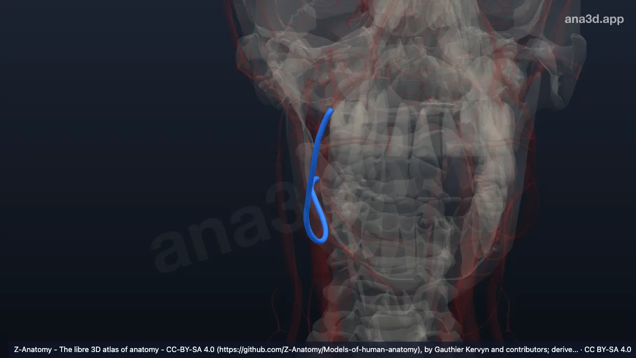 Modelo 3D: Vena facial derecha