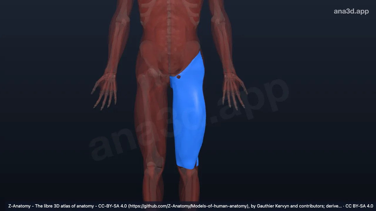 3D model: left fascia lata