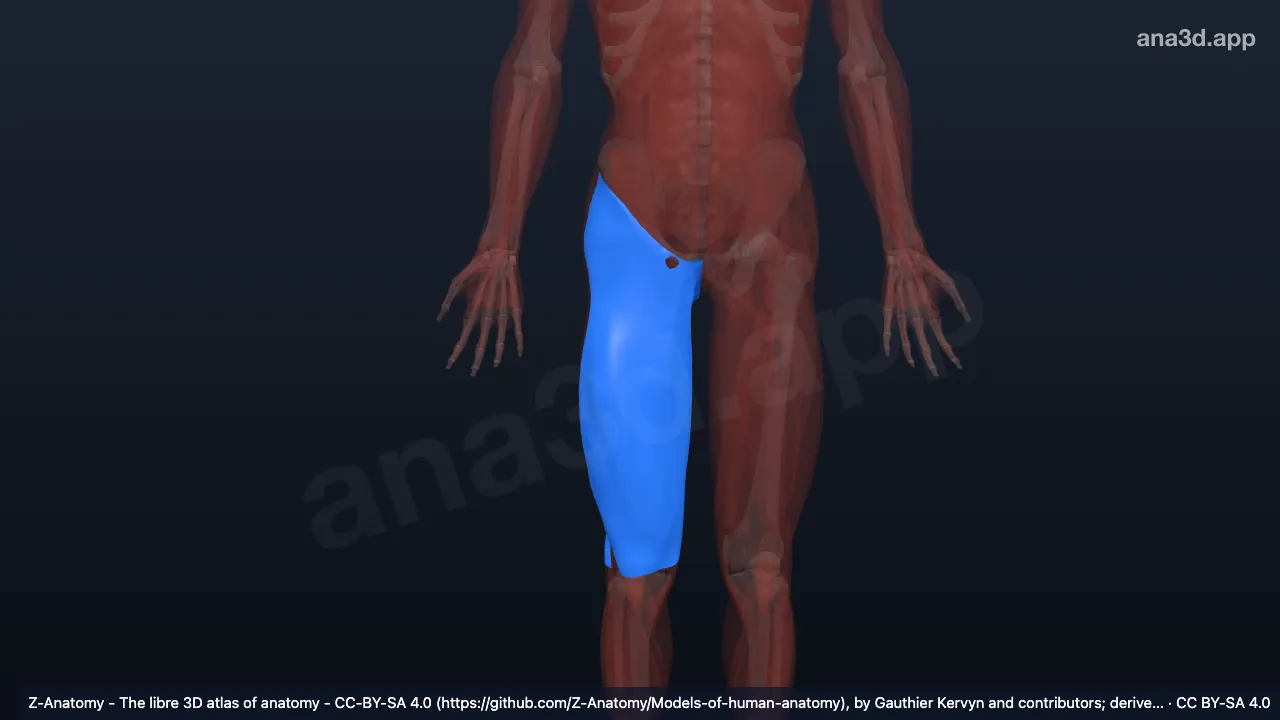 Modèle 3D : Fascia lata droit