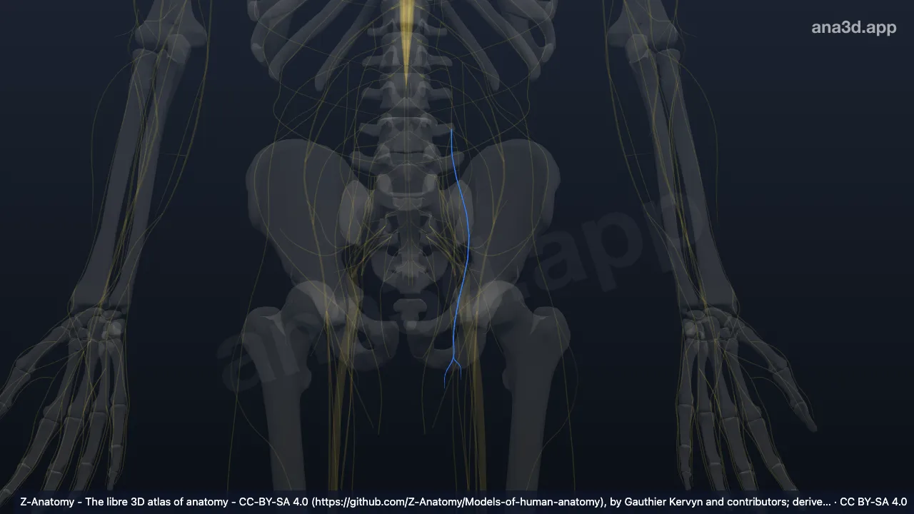 3D 모델: 왼쪽 음부넙다리신경의 넙다리가지