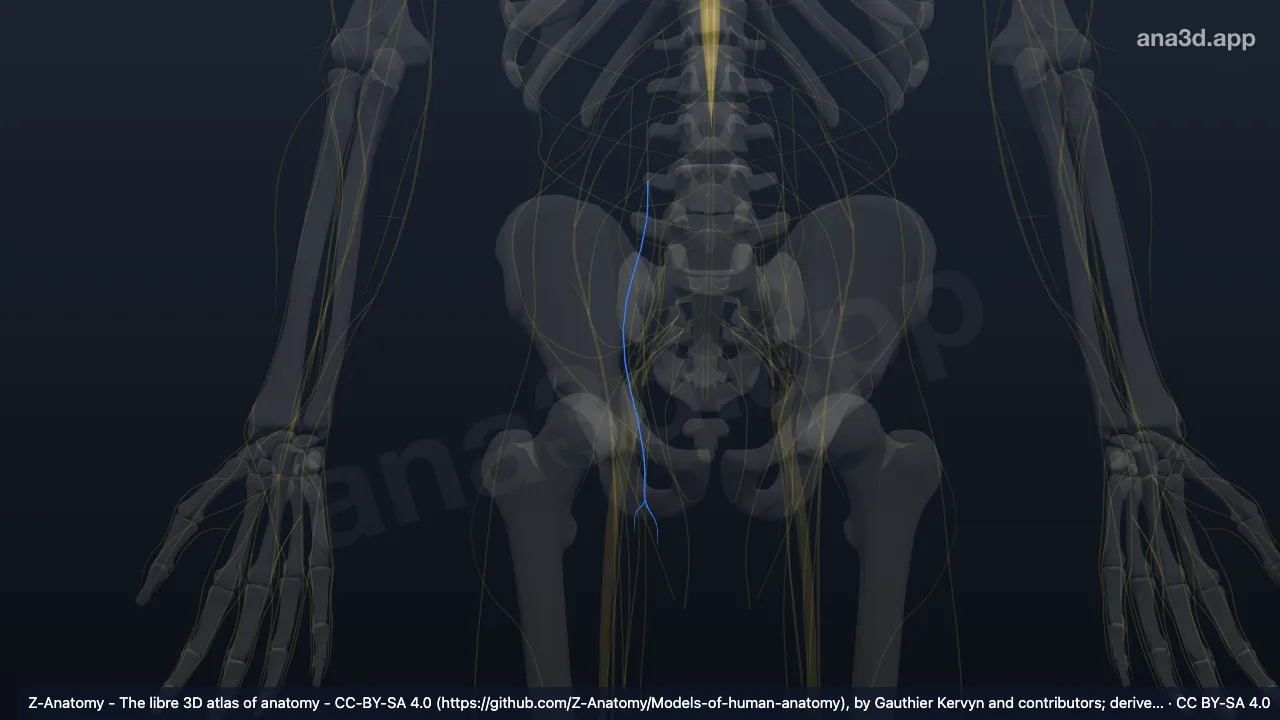 3D 모델: 오른쪽 음부넙다리신경의 넙다리가지
