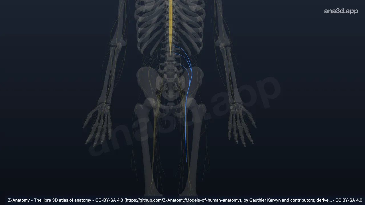 3D-Modell: Linker Nervus femoralis
