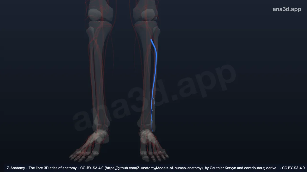 Modelo 3D: Arteria fibular izquierda
