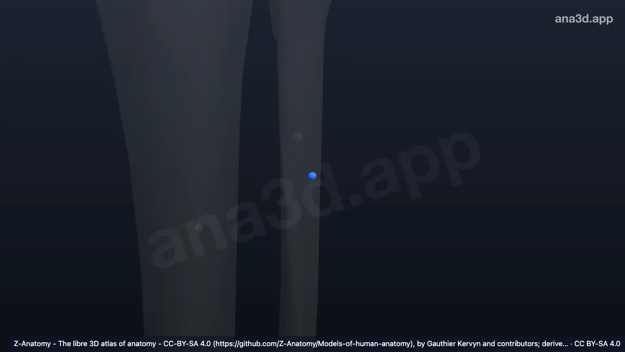3D model: left (Fibular node)