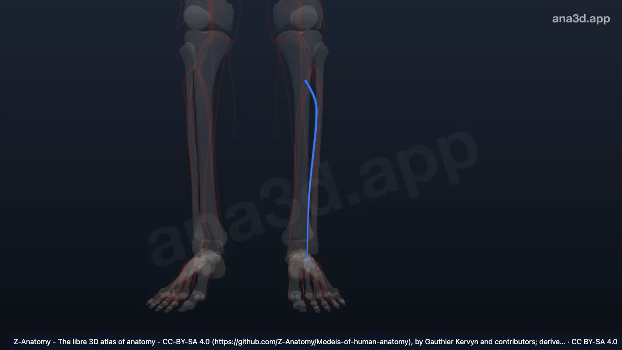 Modelo 3D: Veias fibulares esquerdas