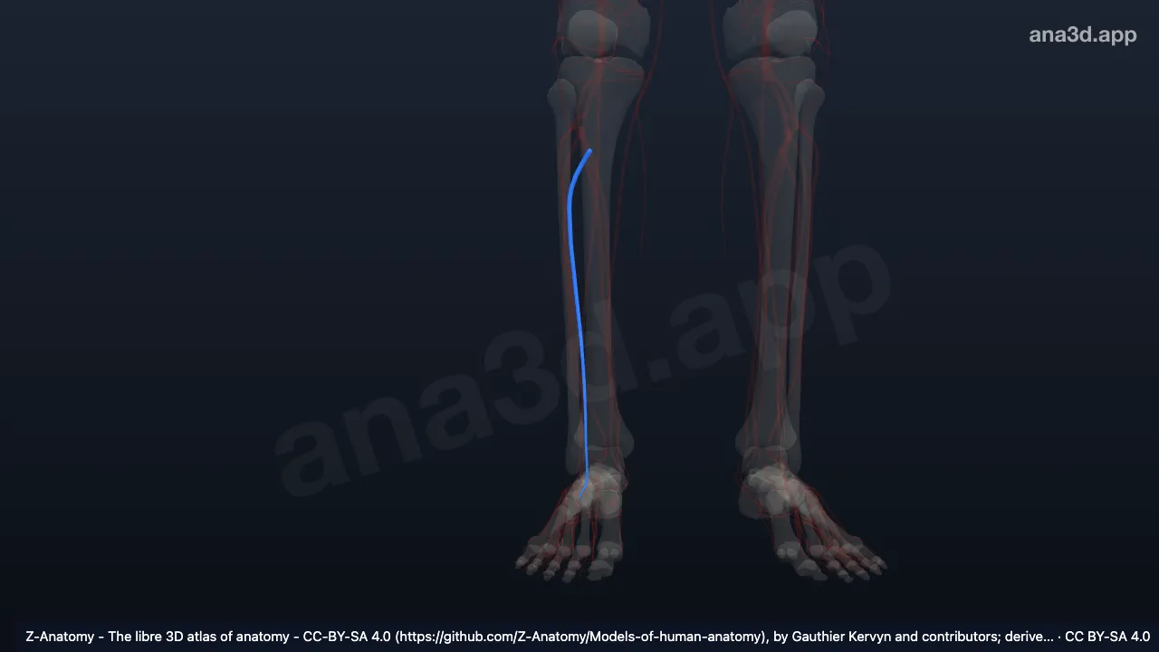 3D-Modell: Rechte Venae fibulares