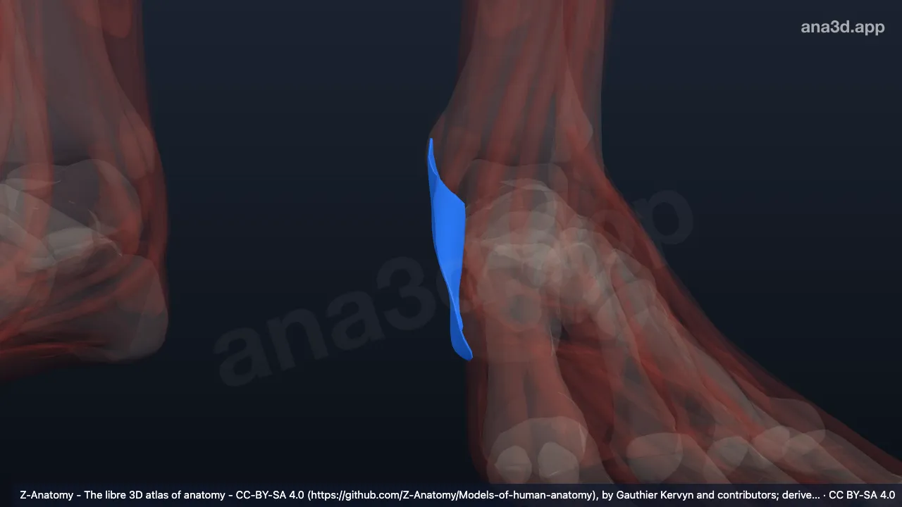 Modelo 3D: Retináculo flexor do tornozelo esquerdo