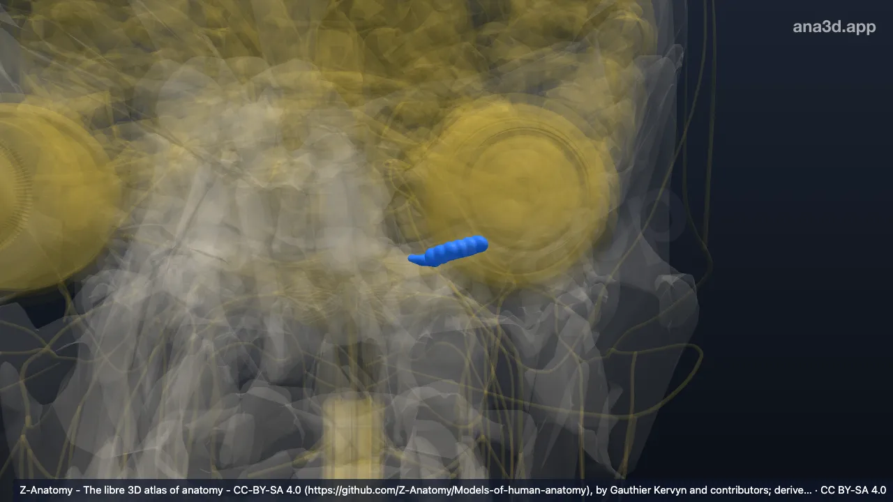 3D-Modell: Linker Flocculus
