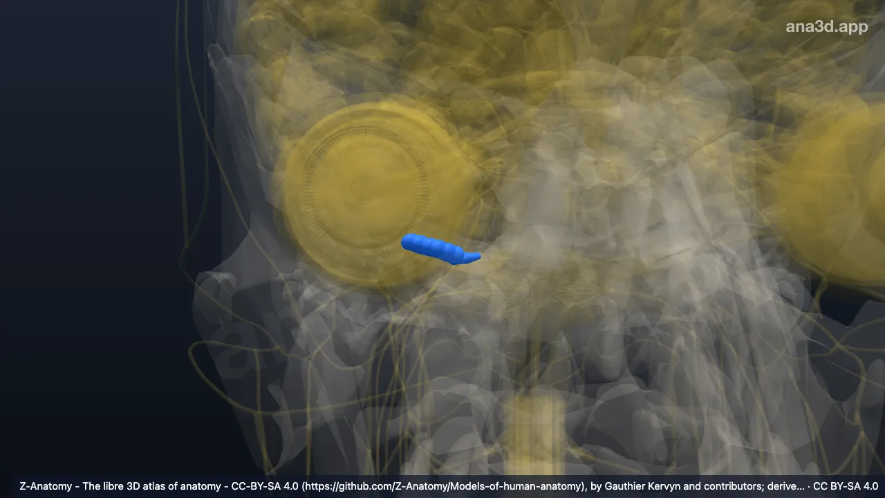 3D model: right flocculus