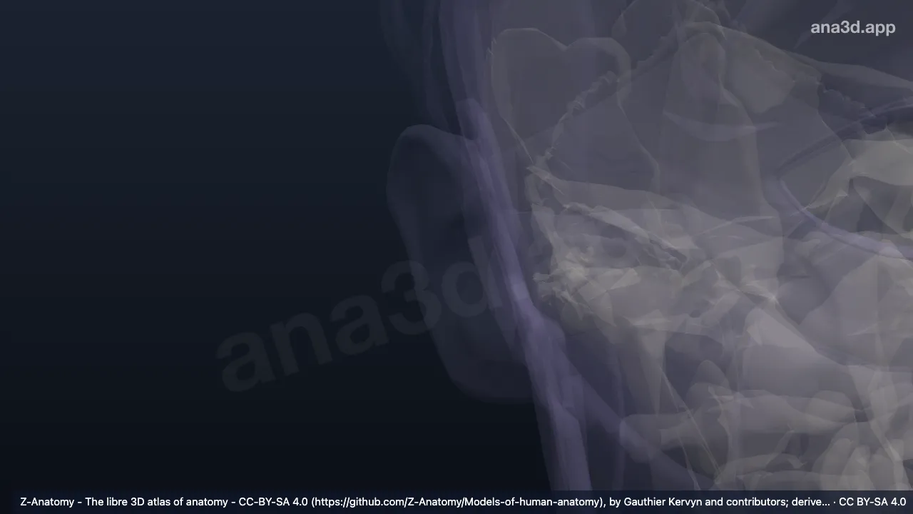 Modelo 3D: Fossa anti-hélica direita