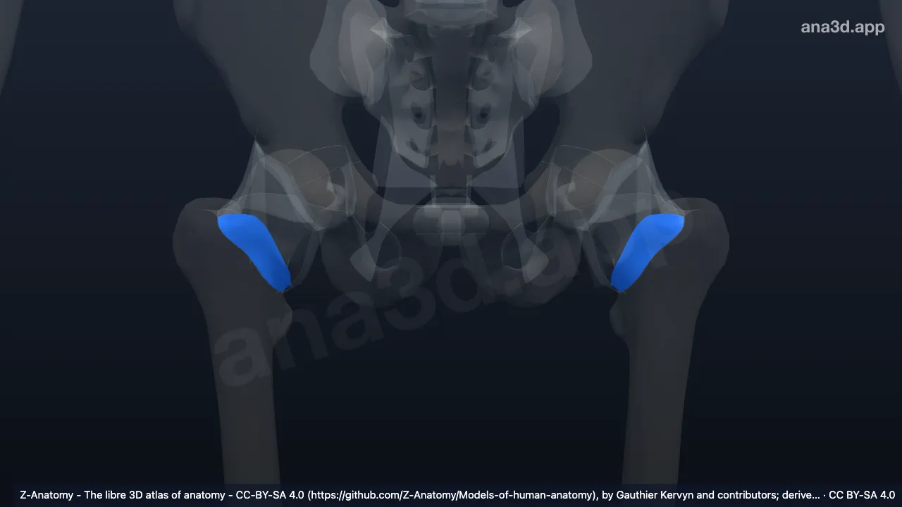 3D 模型：关节囊系带