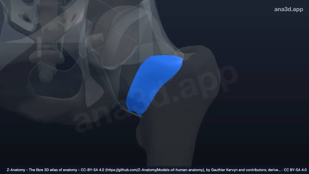 3D 模型：左关节囊系带