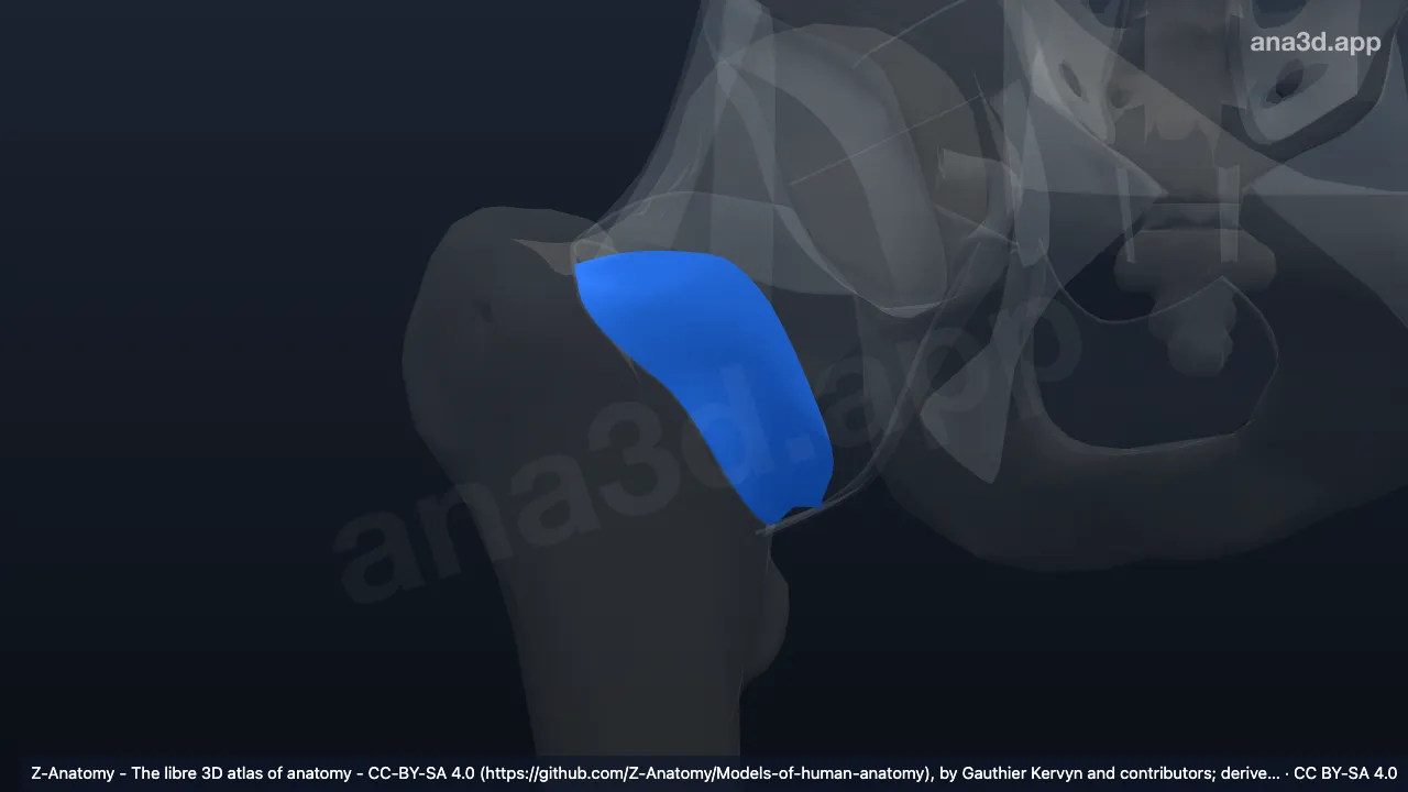 Modelo 3D: Frênulos da cápsula direitos