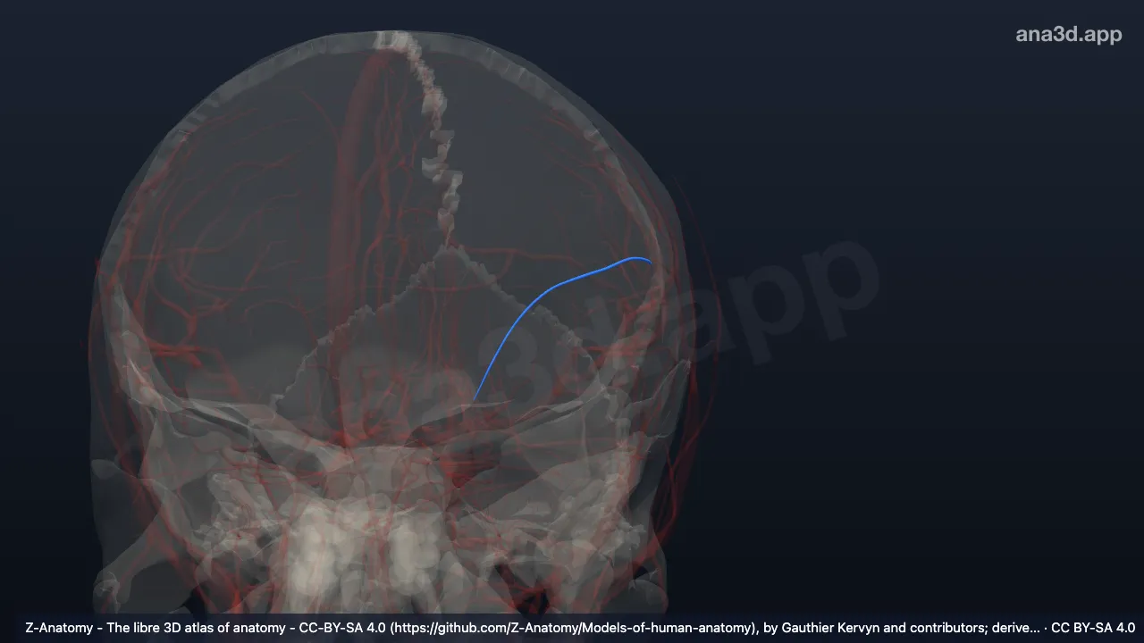 Modelo 3D: Ramo frontal da artéria temporal superficial esquerda