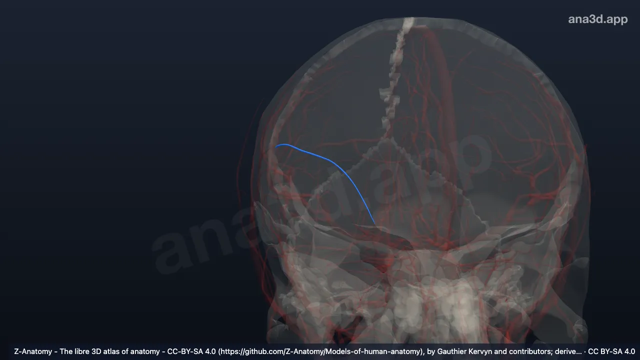 3D model: right frontal branch of superficial temporal artery