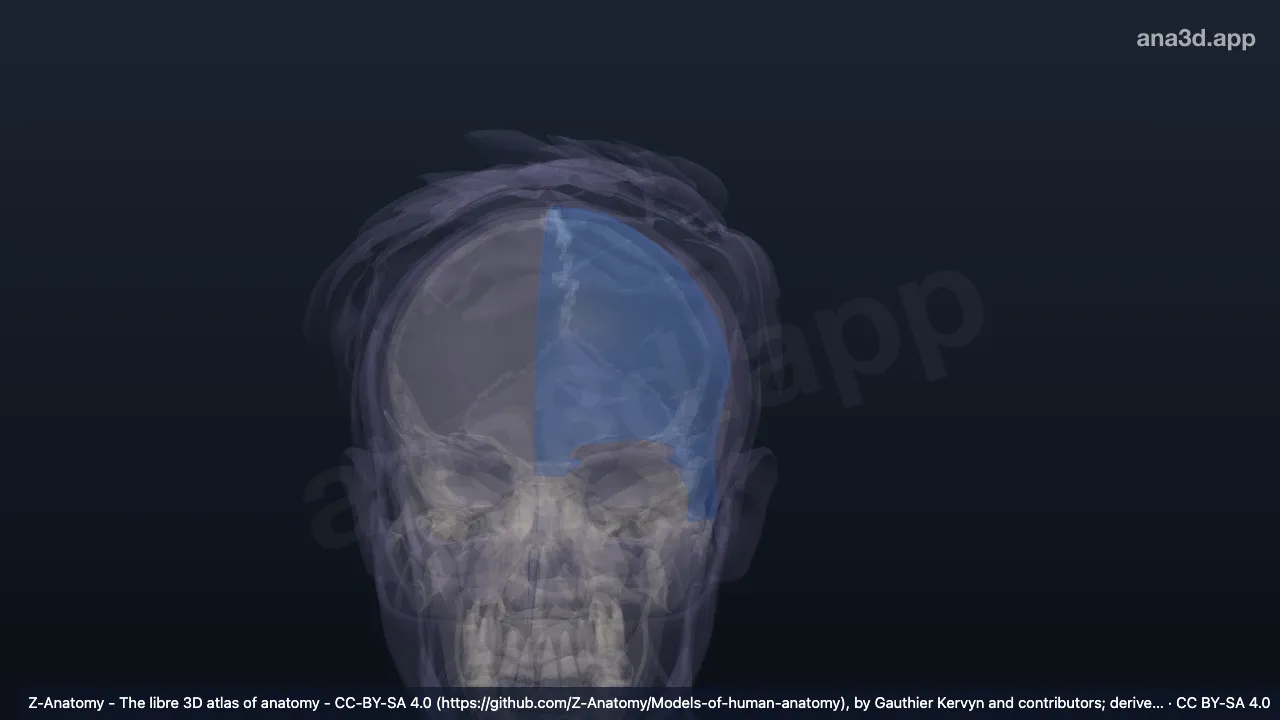 3D model: left frontal region