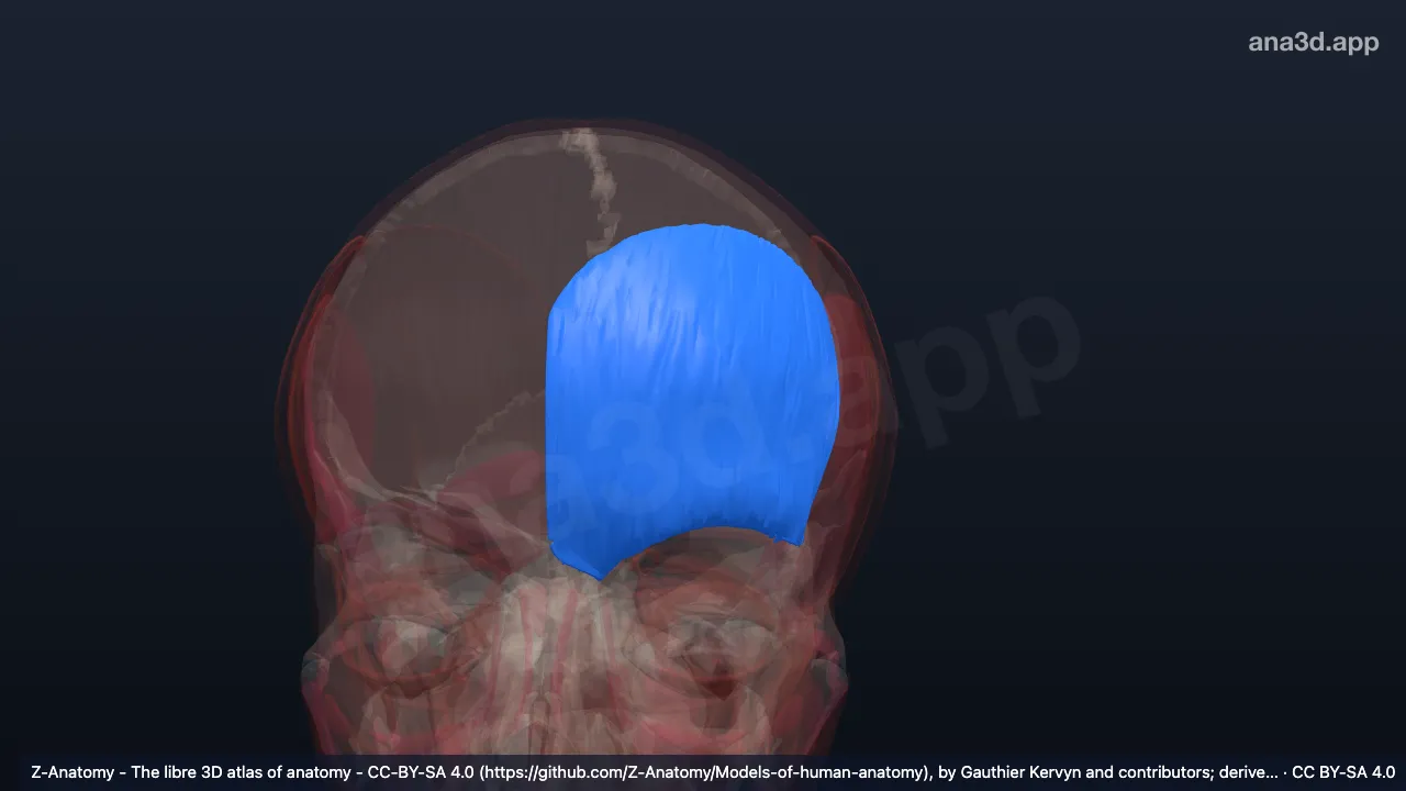 3D-Modell: Linker Musculus frontalis