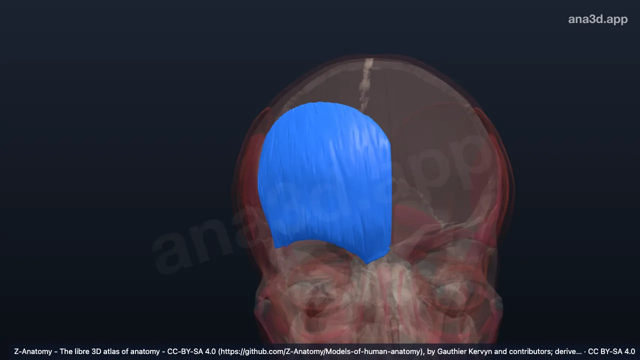 3D-Modell: Rechter Musculus frontalis