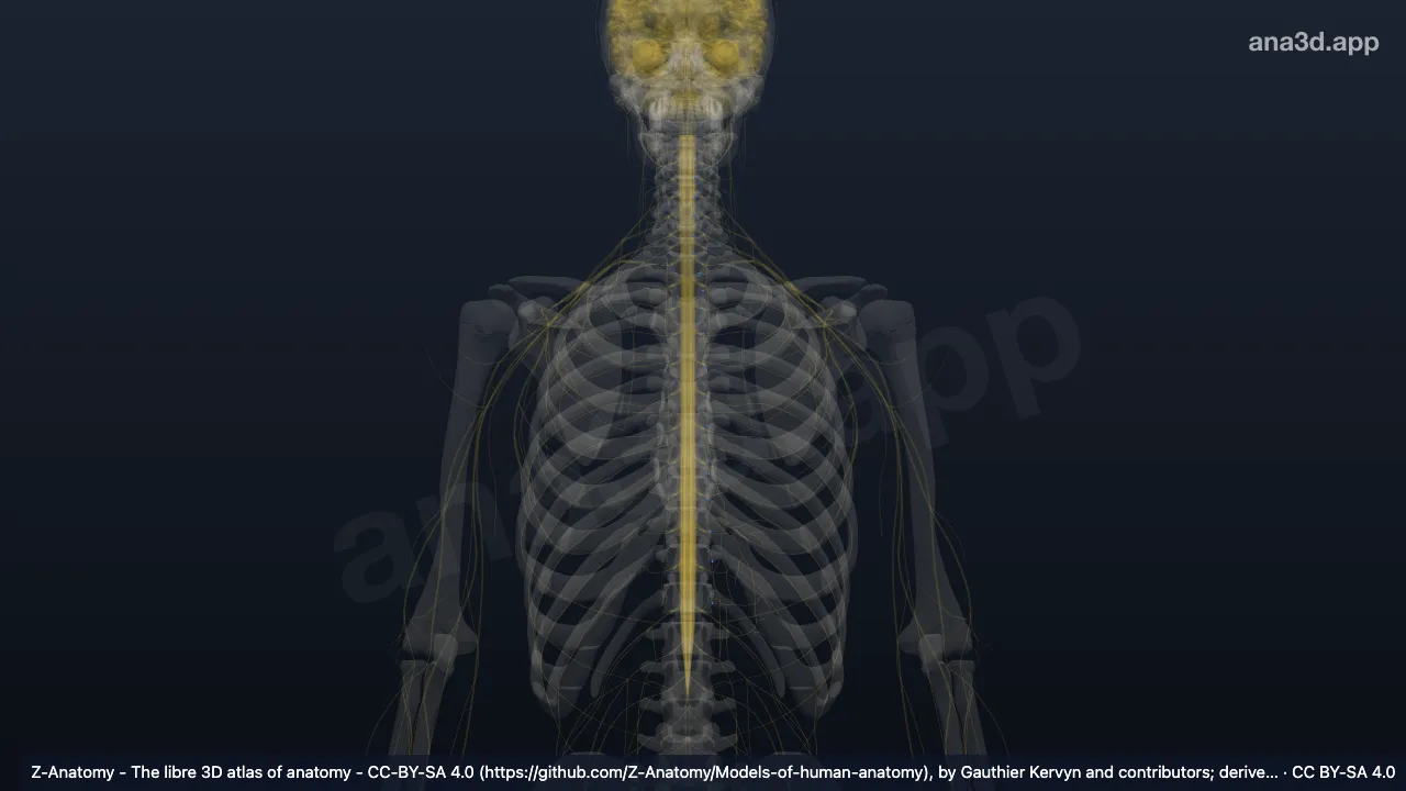 3D 模型：左交感干神经节