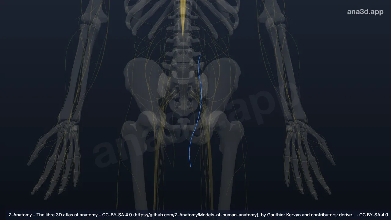 Modèle 3D : Branche génitale du nerf génitofémoral gauche