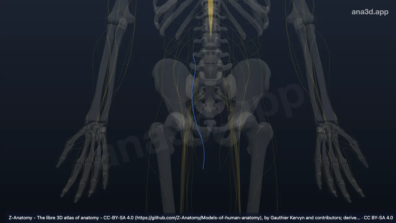 3D model: right genital branch of genitofemoral nerve