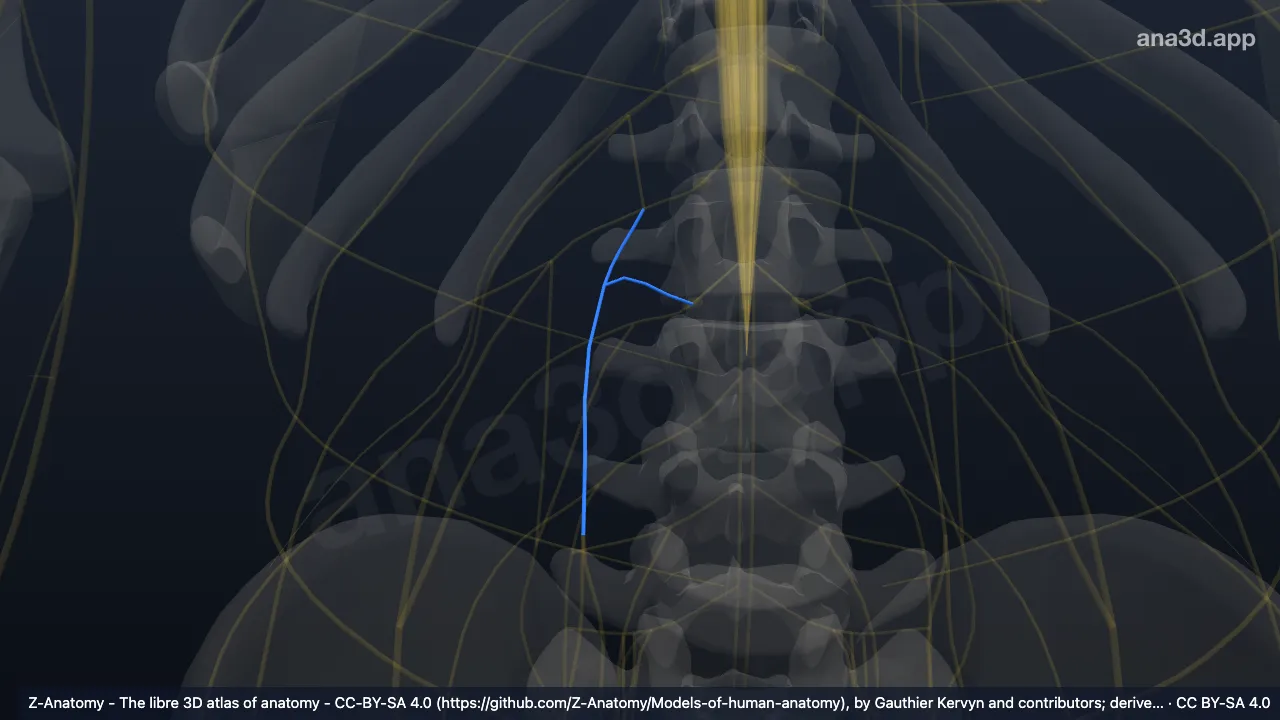 3D model: right genitofemoral nerve