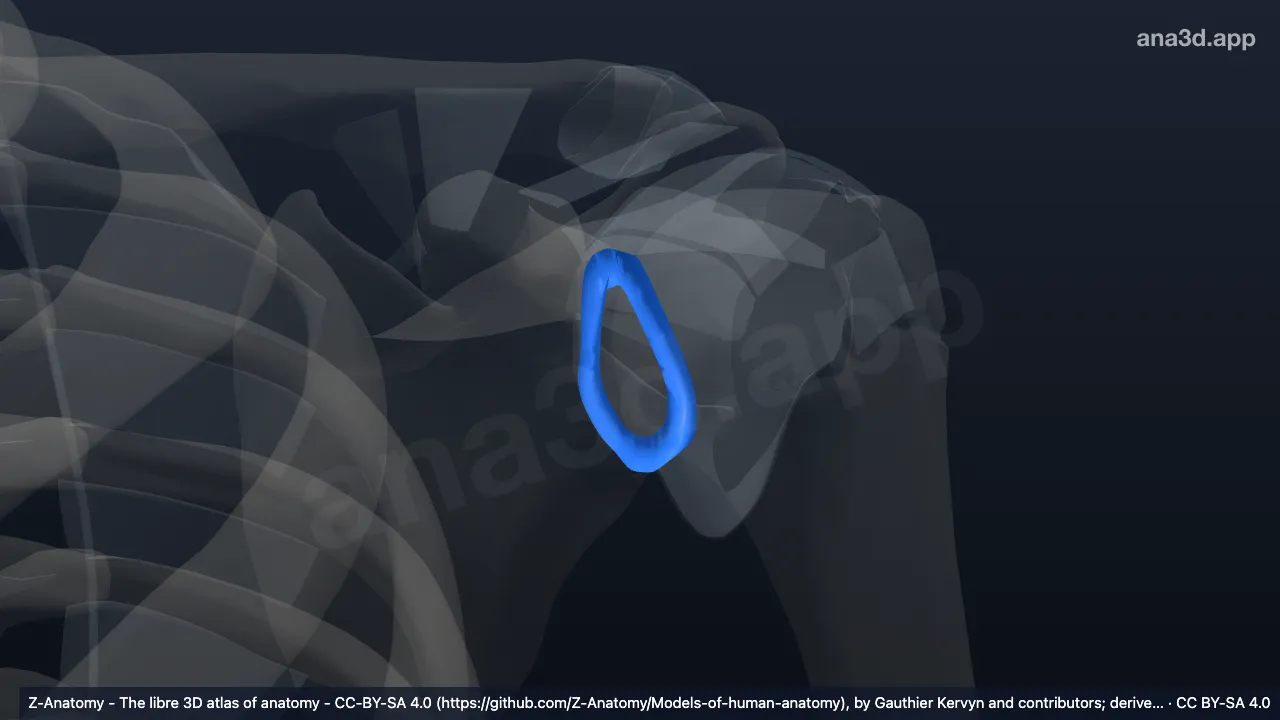 3D model: left glenoid labrum
