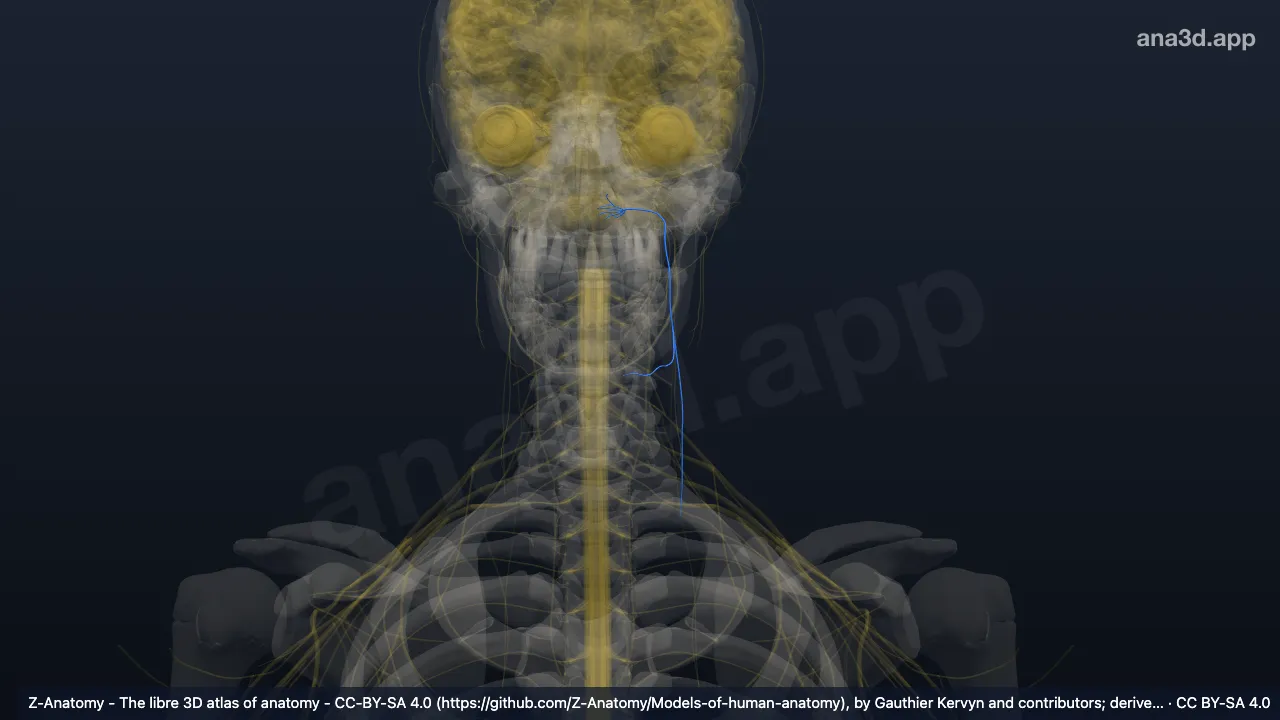 Model 3D: Saraf glosofaringeus kiri