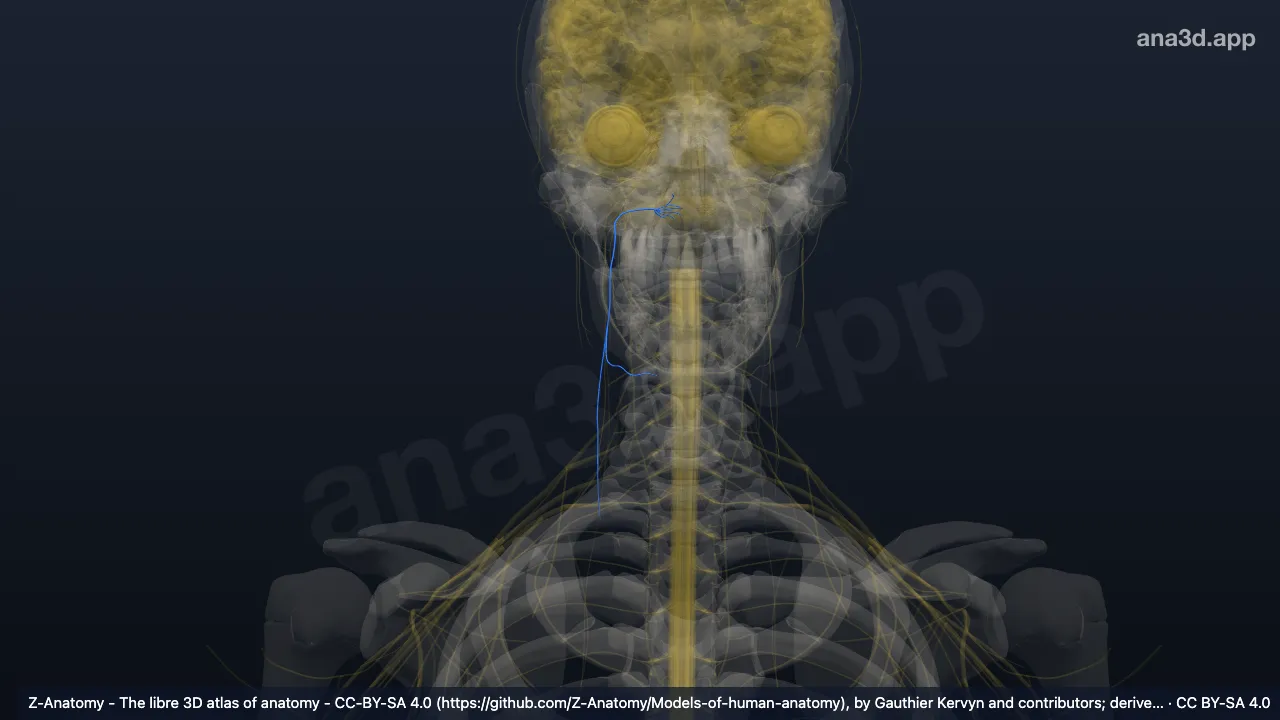 Modelo 3D: Nervo glossofaríngeo direito (IX)