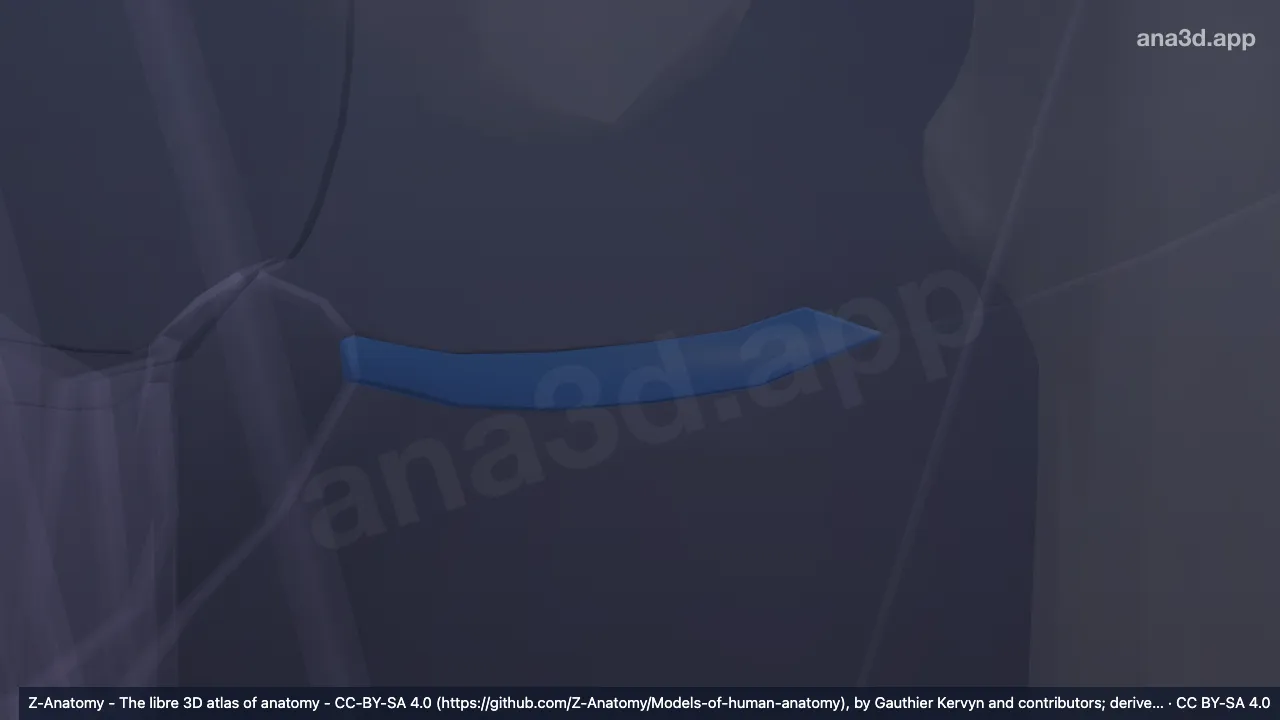 3D model: left gluteal fold