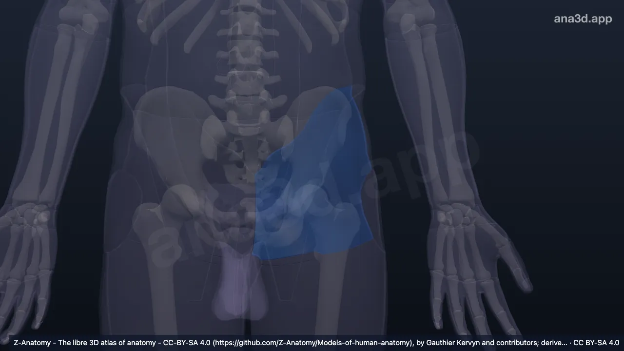 3D model: left gluteal region