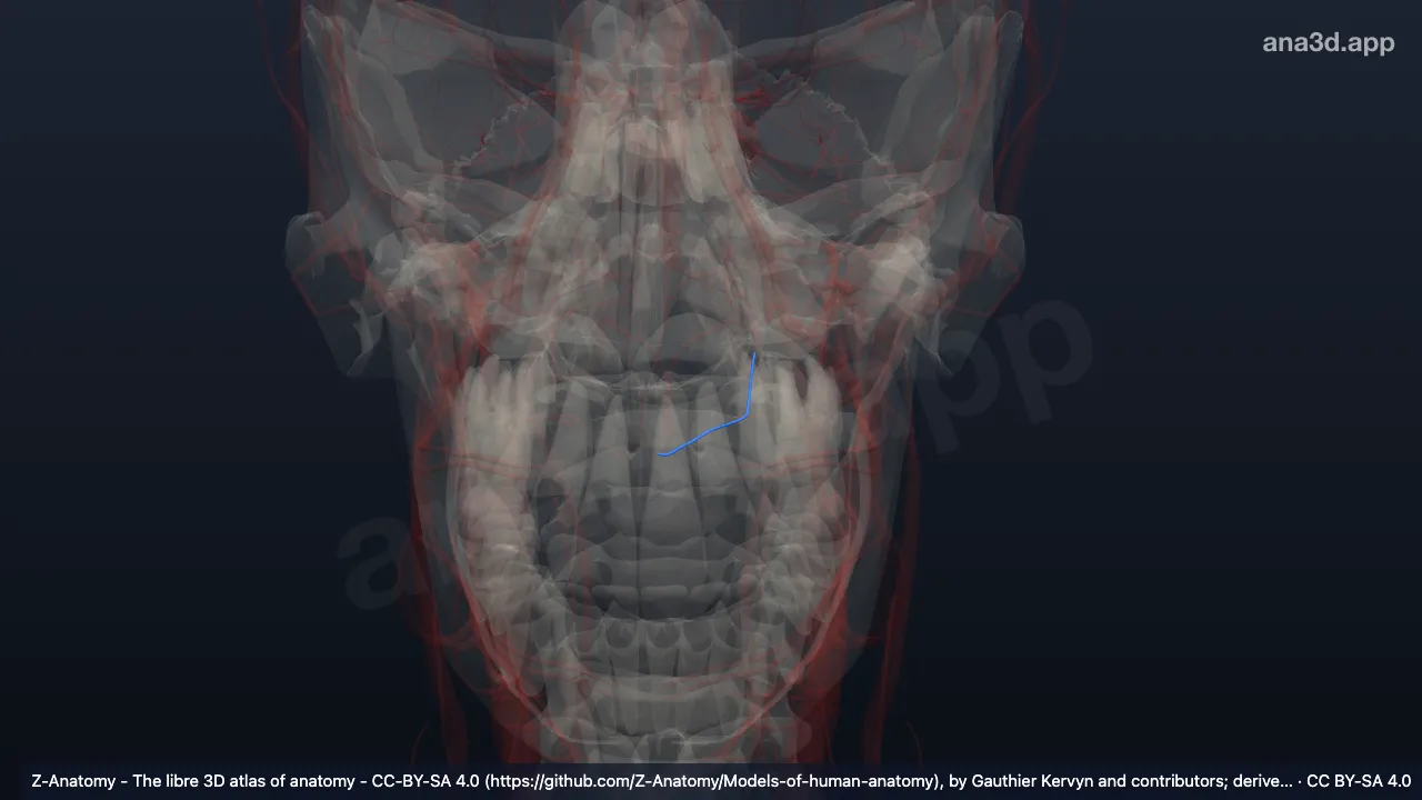 Modèle 3D : Artère grande palatine gauche
