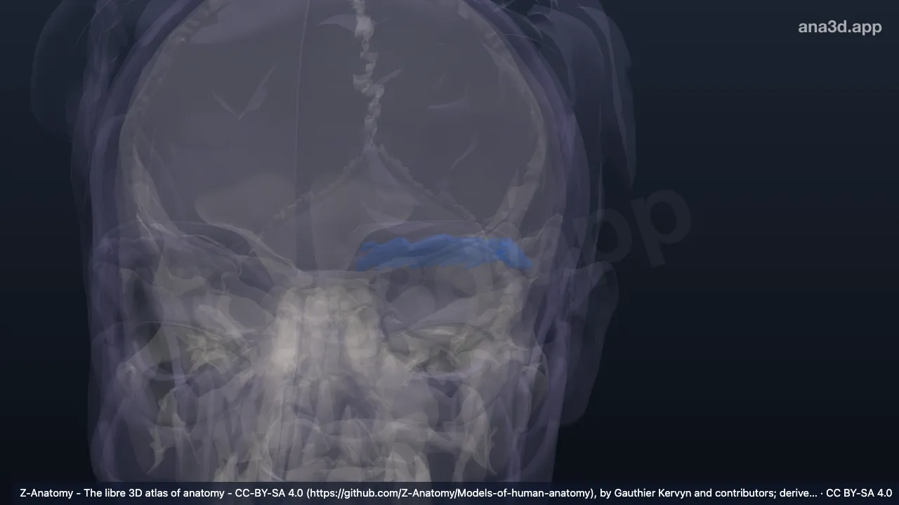 3D-Modell: Linke Haare der Augenbraue