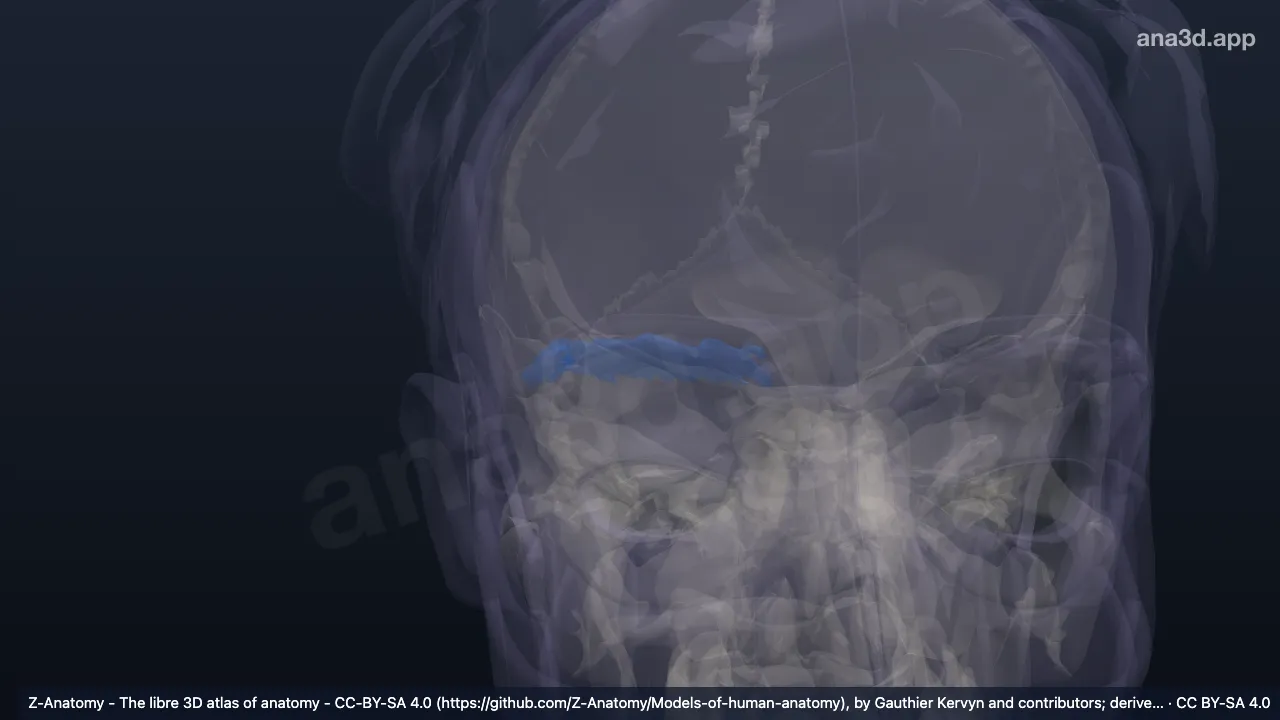 3D 模型：右眉毛