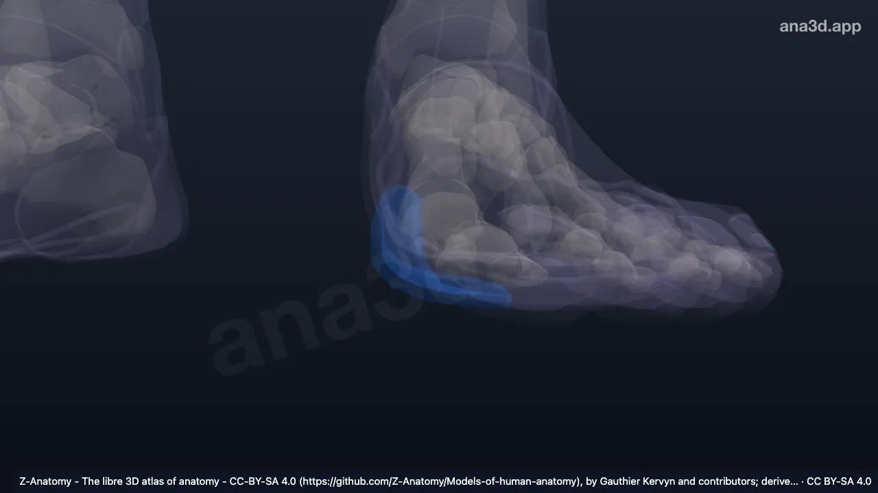Modelo 3D: Eminência do hálux esquerdo
