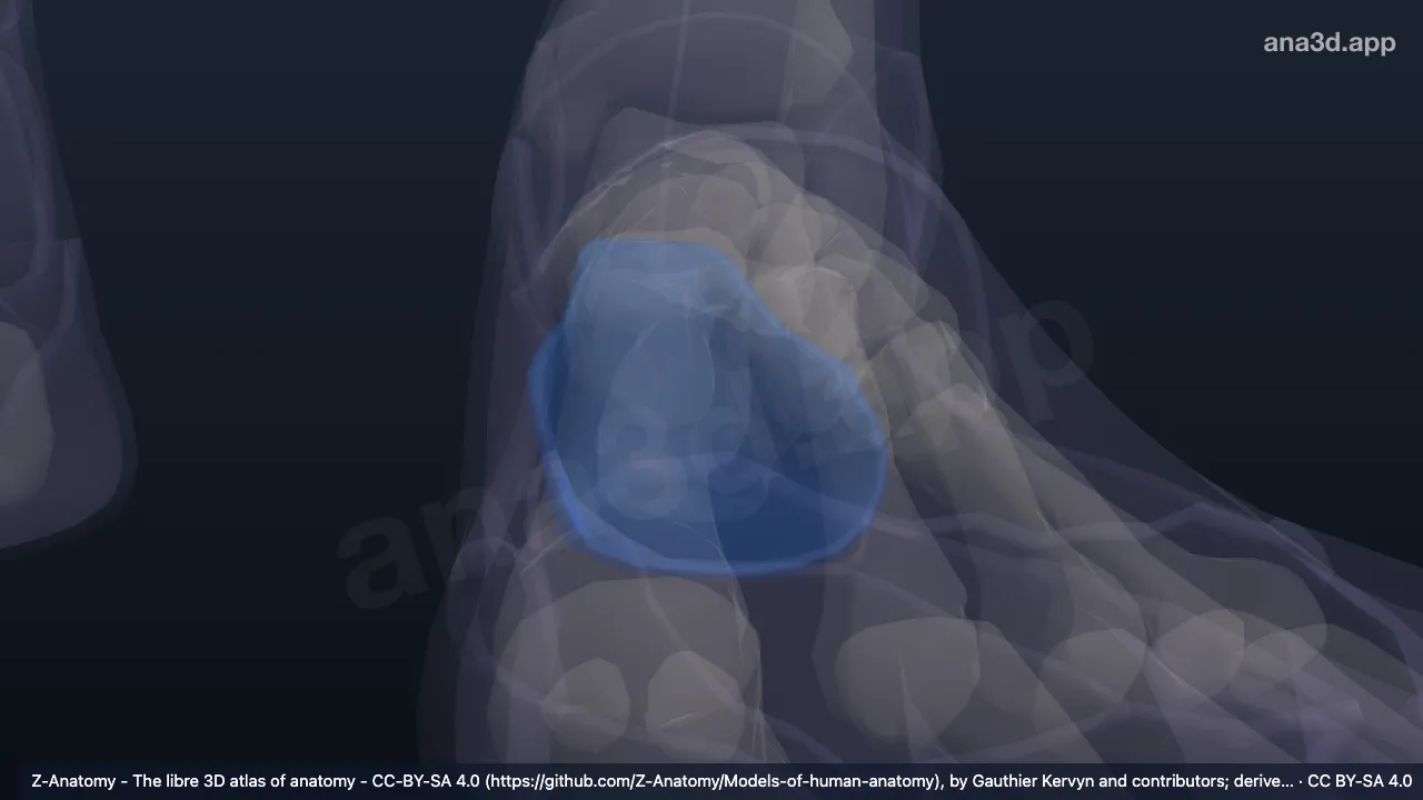 3D-Modell: Linke Fersenregion