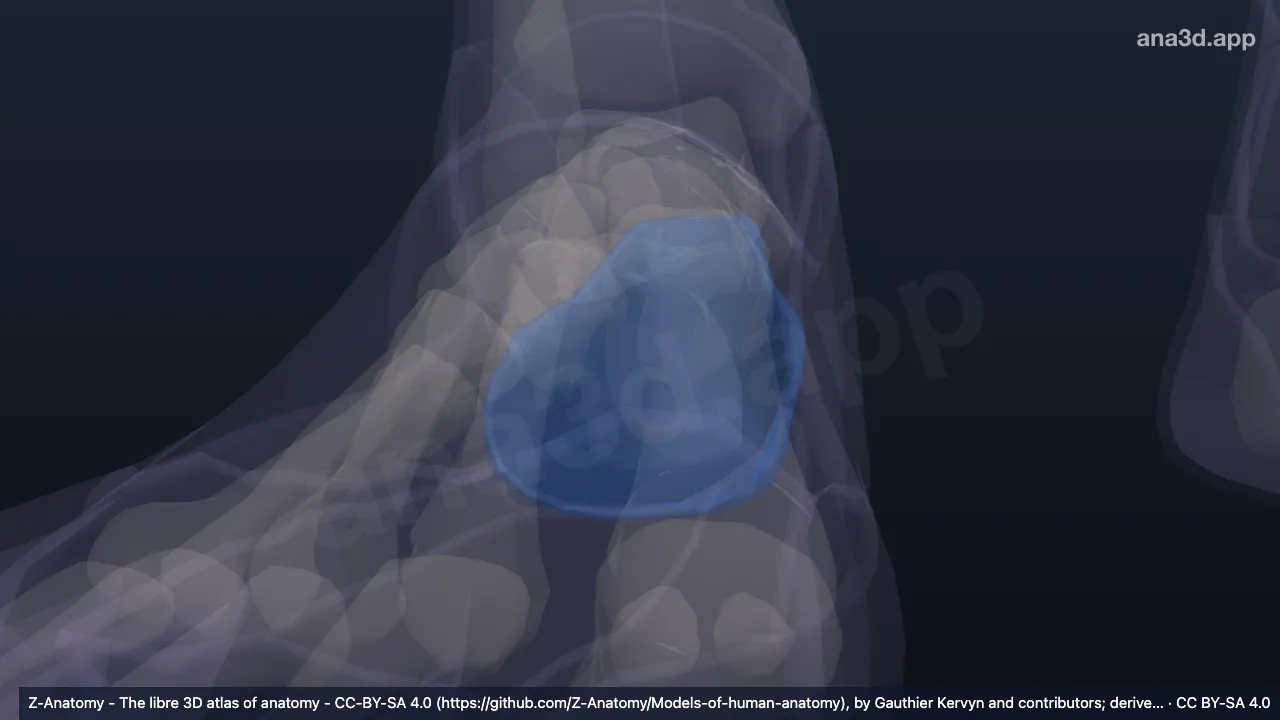 3D-Modell: Rechte Fersenregion