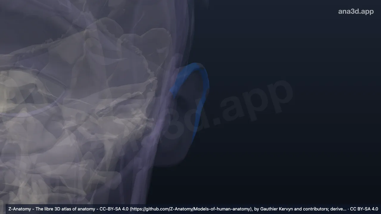 Modelo 3D: Hélix izquierdo