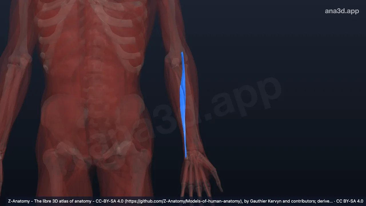 Modelo 3D: Cabeza humeral del extensor ulnar del carpo izquierdo