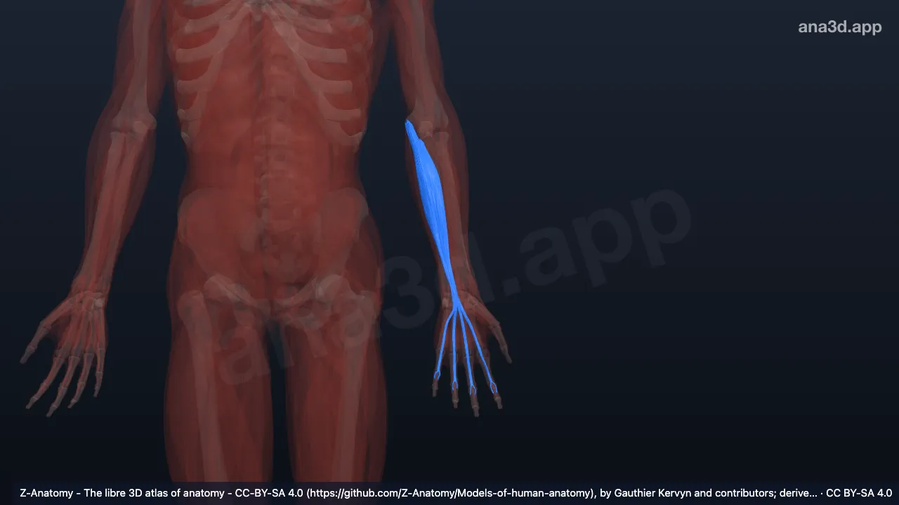 Modelo 3D: Cabeça úmero-ulnar do flexor superficial dos dedos esquerdo