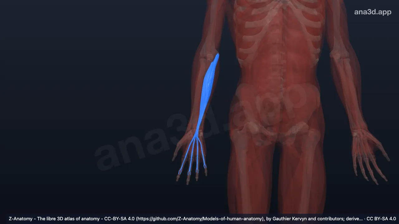 Modelo 3D: Cabeza humeroulnar del flexor superficial de los dedos derecho