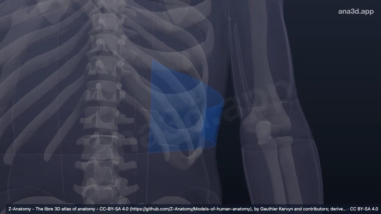 3D model: left hypochondriac region