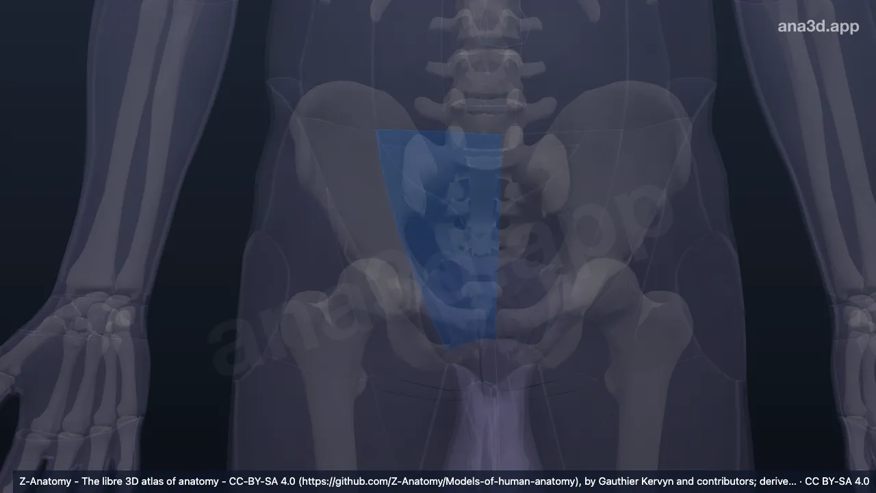 3D-Modell: Rechtes Hypogastrium