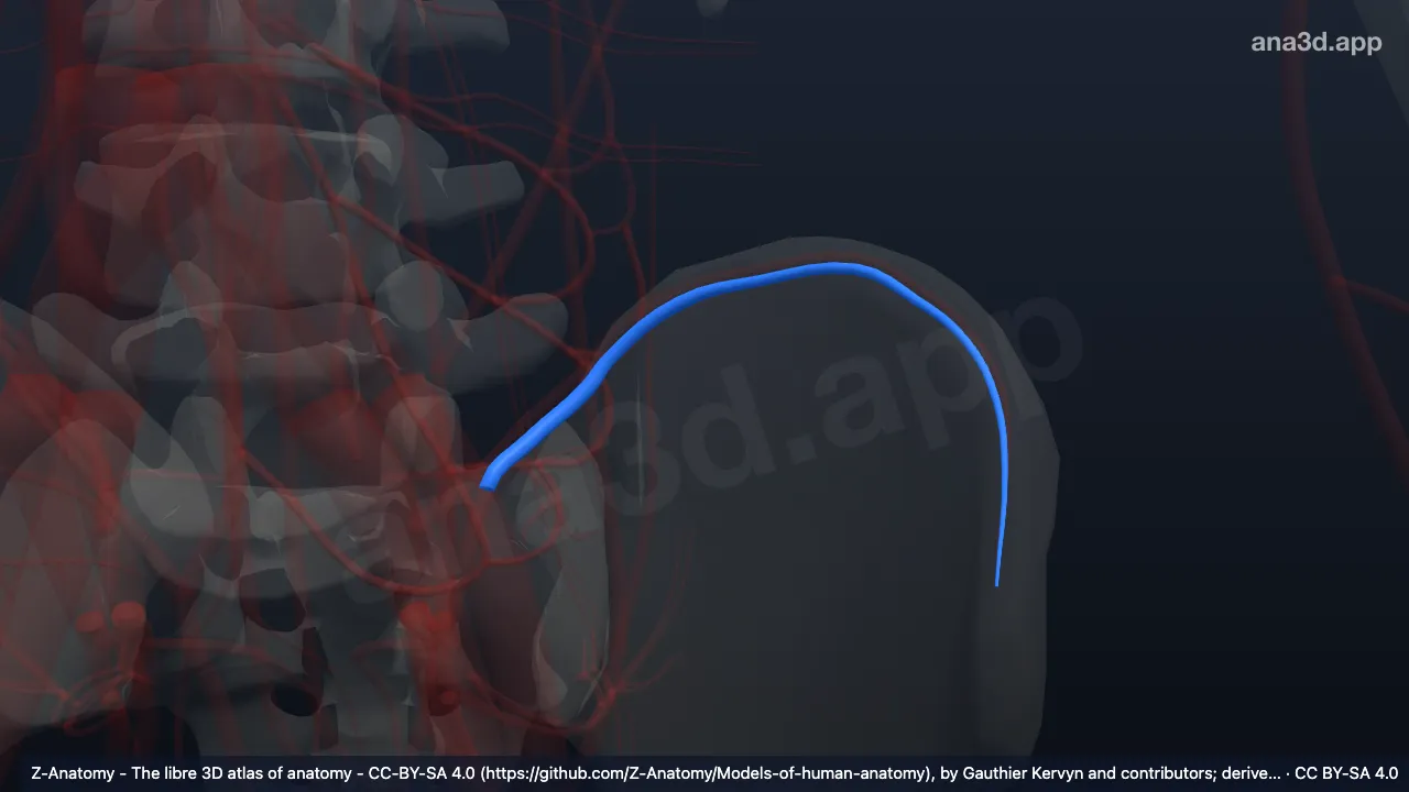 3D model: left iliacus branch of iliolumbar artery