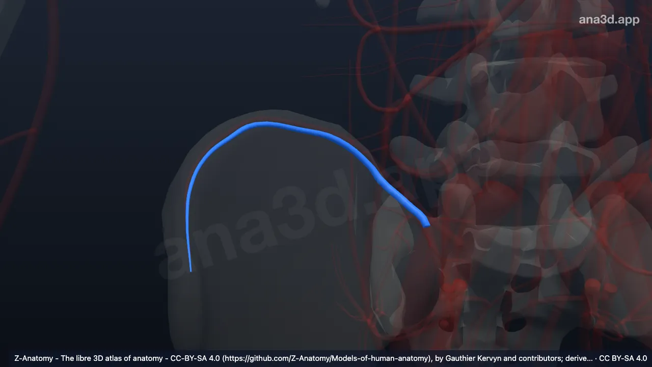 Modelo 3D: Ramo ilíaco da artéria iliolombar direita