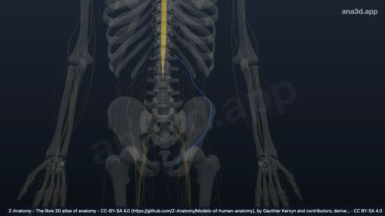 3D model: left ilio-inguinal nerve