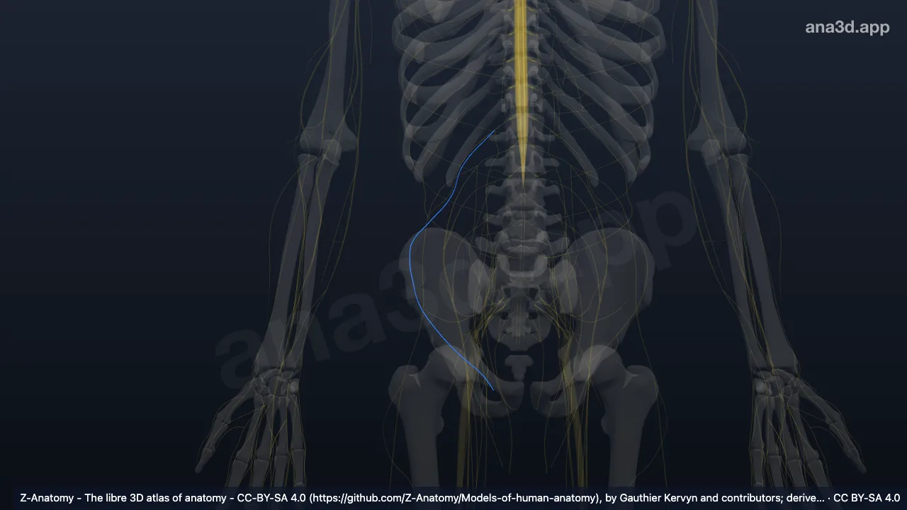 Model 3D: Saraf ilioinguinalis kanan