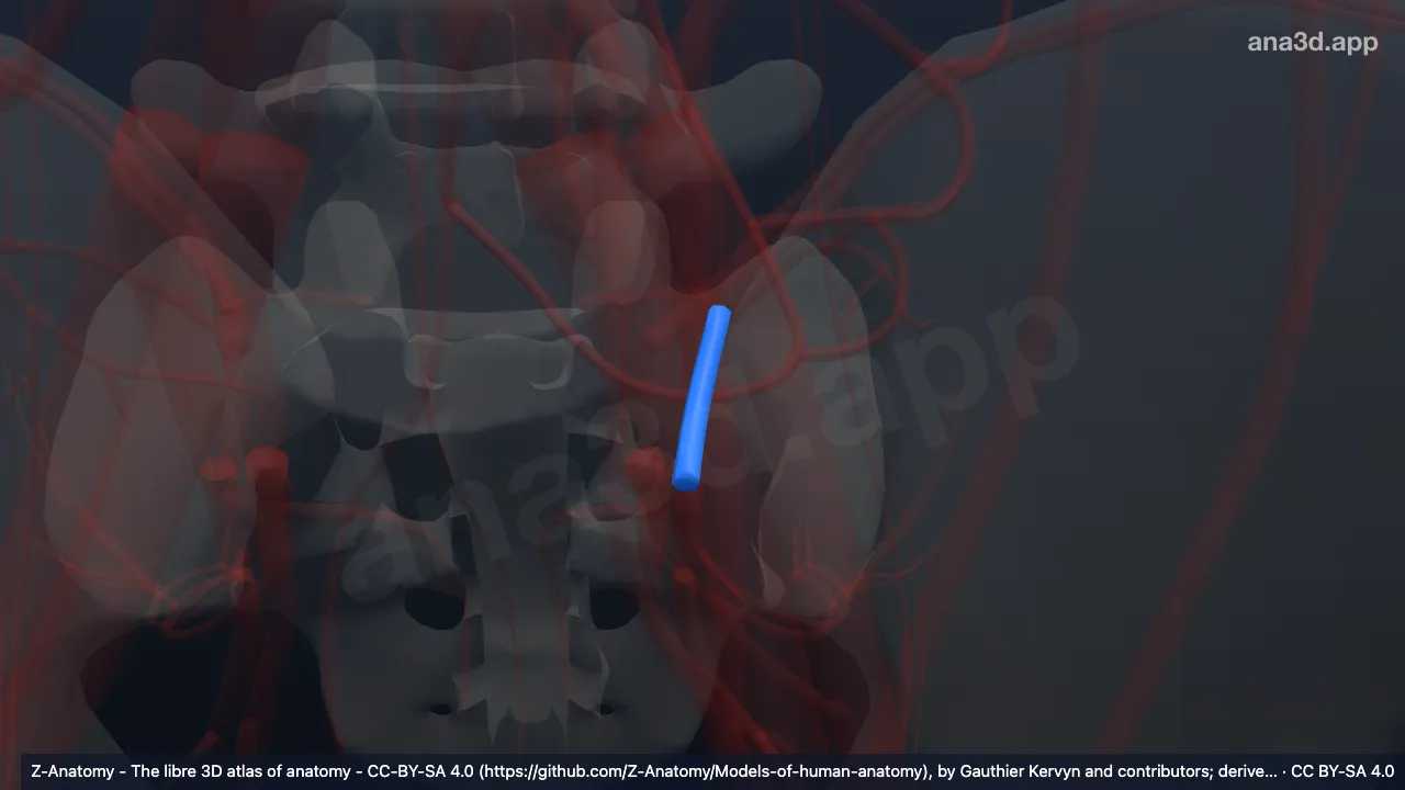 Modèle 3D : Artère iliolombaire gauche