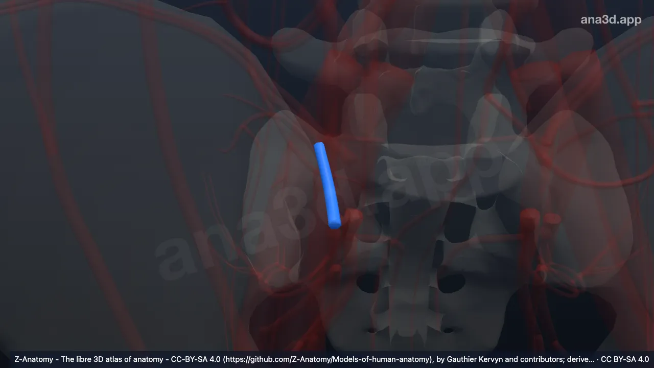 Model 3D: Arteri iliolumbalis kanan