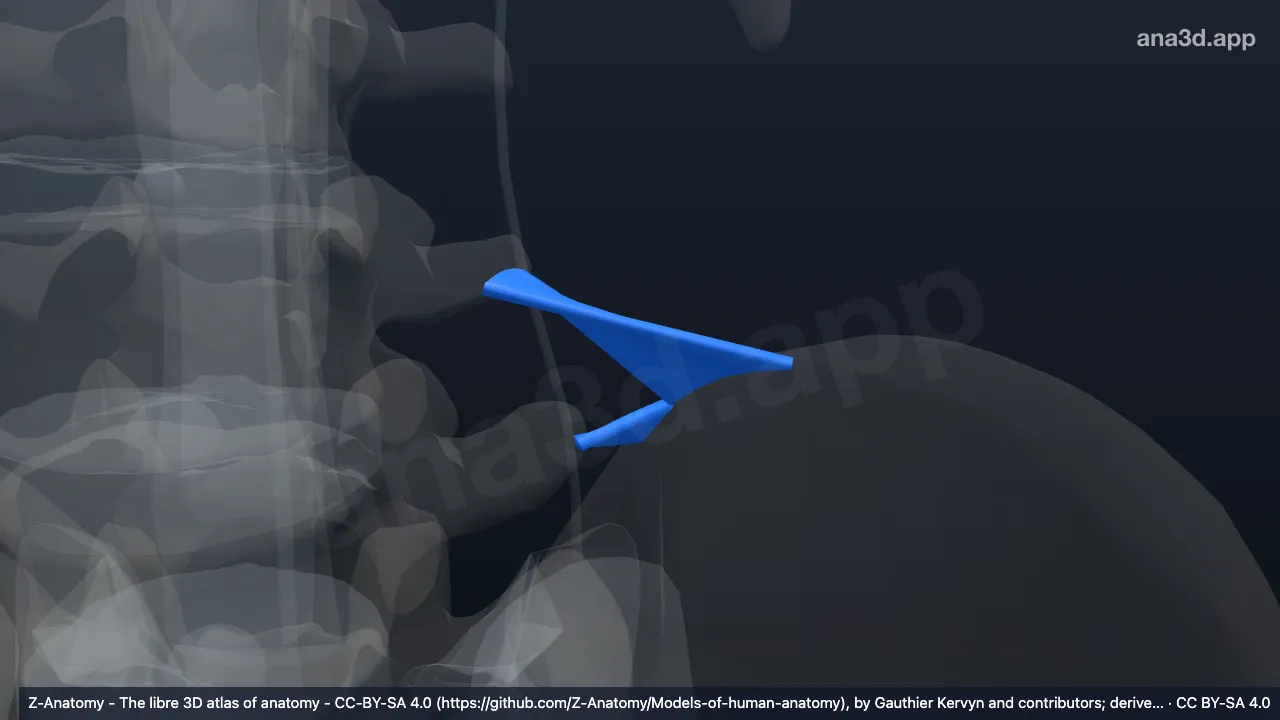 Mô hình 3D: Dây chằng chậu thắt lưng trái